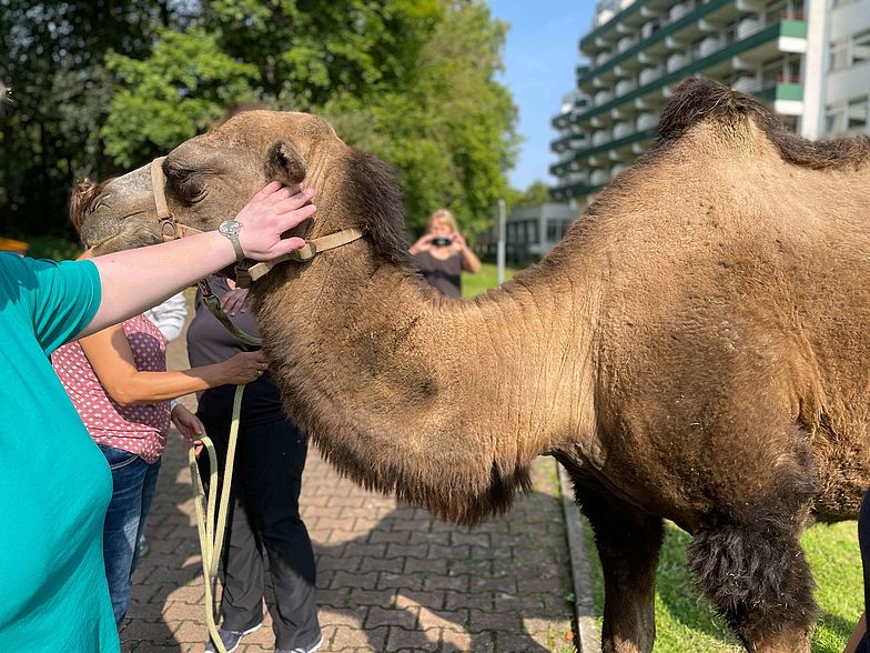 Patient:innen streicheln Kamele und kommen in Kontakt mit ihren Emotionen