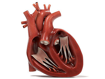 Herzklappen im Herzen