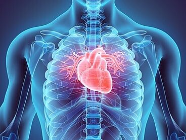 Modellhafte Darstellung von Herz und Herzkranzgefäßen im Brustkorb.