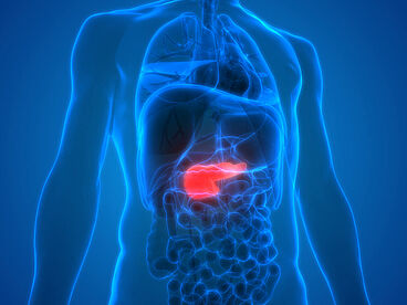 Schematische Darstellung der Bauchspeicheldrüse im Körper. Das Pankreas ist farblich hervorgehoben.