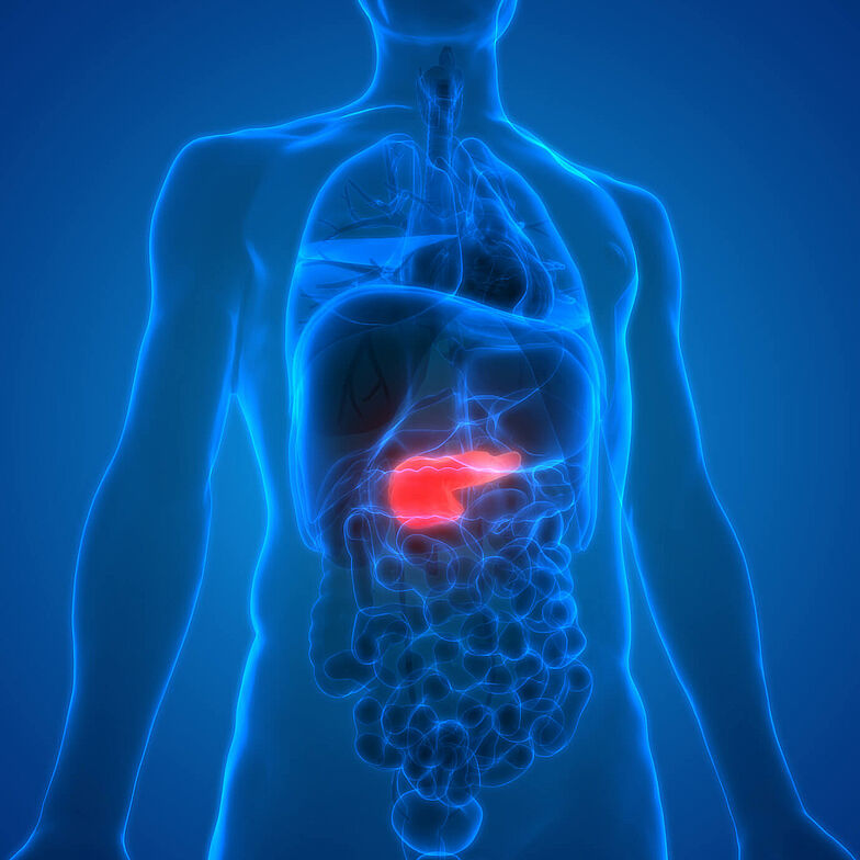 Schematische Darstellung der Bauchspeicheldrüse im Körper. Das Pankreas ist farblich hervorgehoben. 