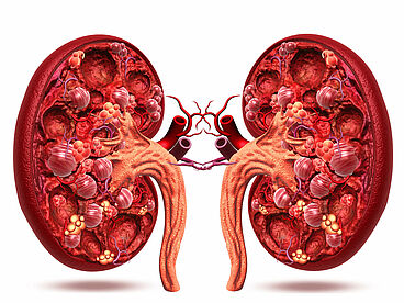 Anatomie der Nieren
