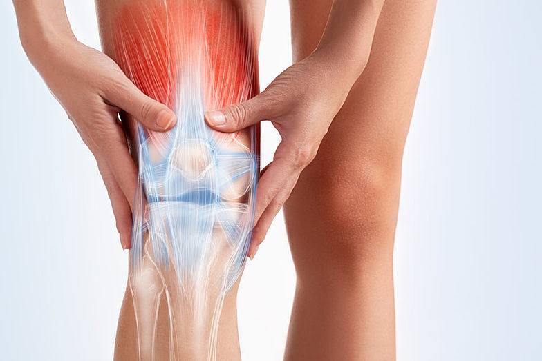 Darstellung der Sehnen, Bänder und Muskeln am Kniegelenk