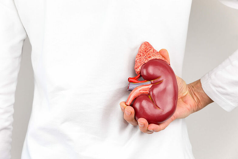 Arzt hält anatomisches Modell einer Niere in der Hand hinter dem Rücken.