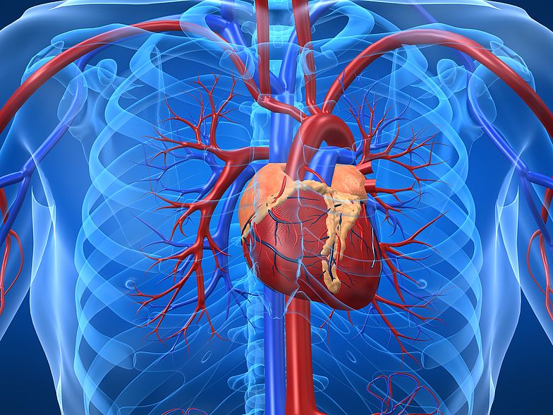Darstellung des Herz-Kreislaufsystems im Menschen mit Fokus auf den Brustkorb