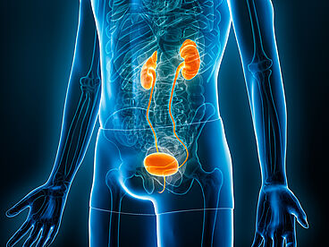 Röntgen-Harnsystem oder -trakt mit Nieren, Blase und Harnleiter 3D-Darstellung mit männlichen Körperkonturen.