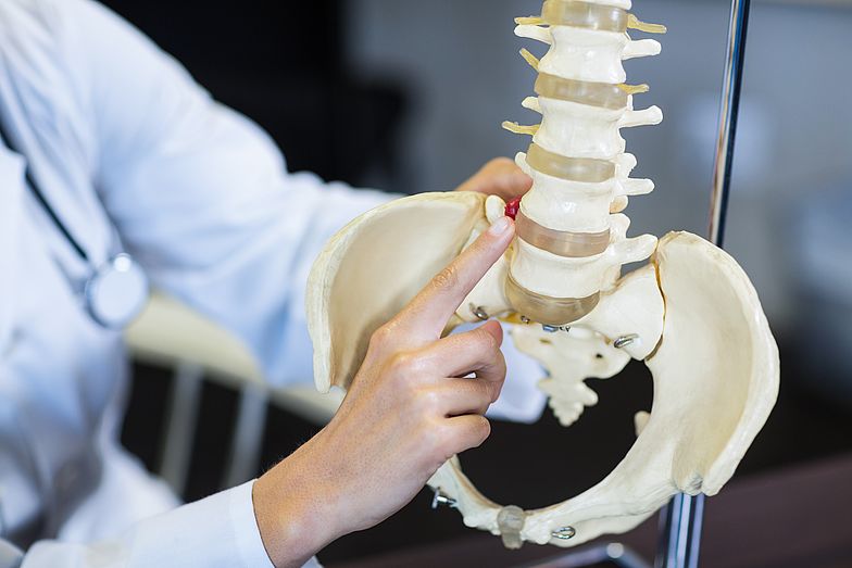 Arzt hält Skelett mit Hüfte & Wirbelsäule, zeigt auf betroffene Wirbel bei Osteochondrose.