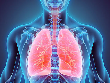 Schematische Darstellung der Lunge im menschlichen Körper