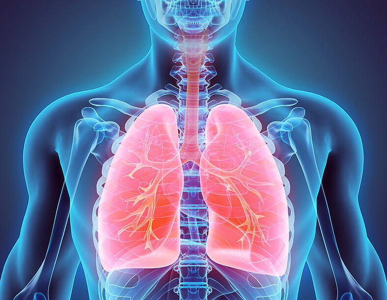 Schematische Darstellung der Lunge im menschlichen Körper