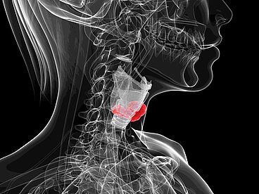 Lage des Kehlkopfes im Hals